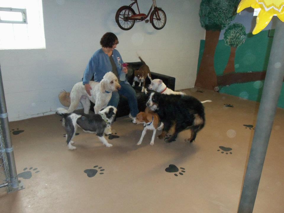 Doggie Day Kamp
